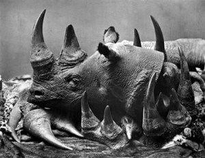 Save a Rhino, Kill a Poacher